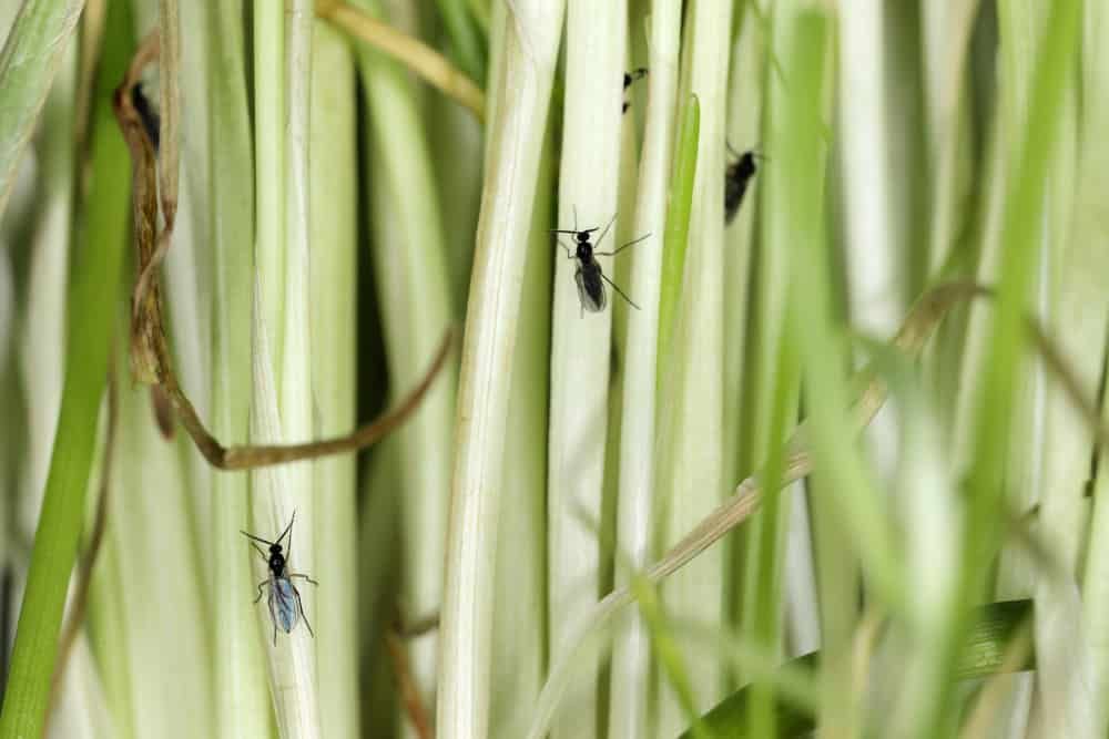 gnats on a green plants