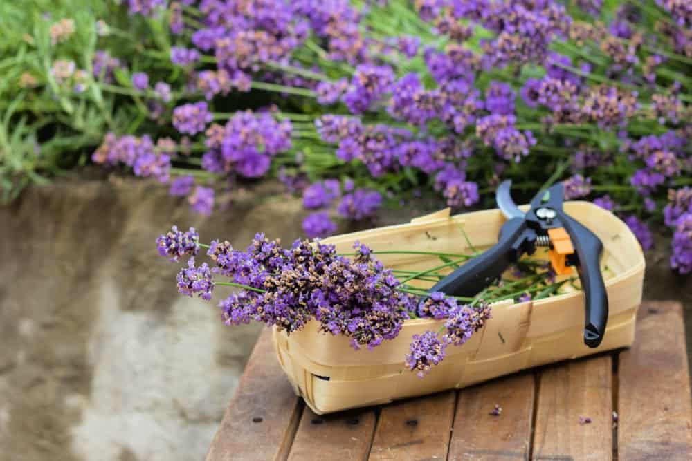 lavender and pruning shears in a basket