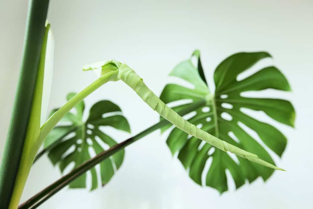monstera gives birth to new leaf