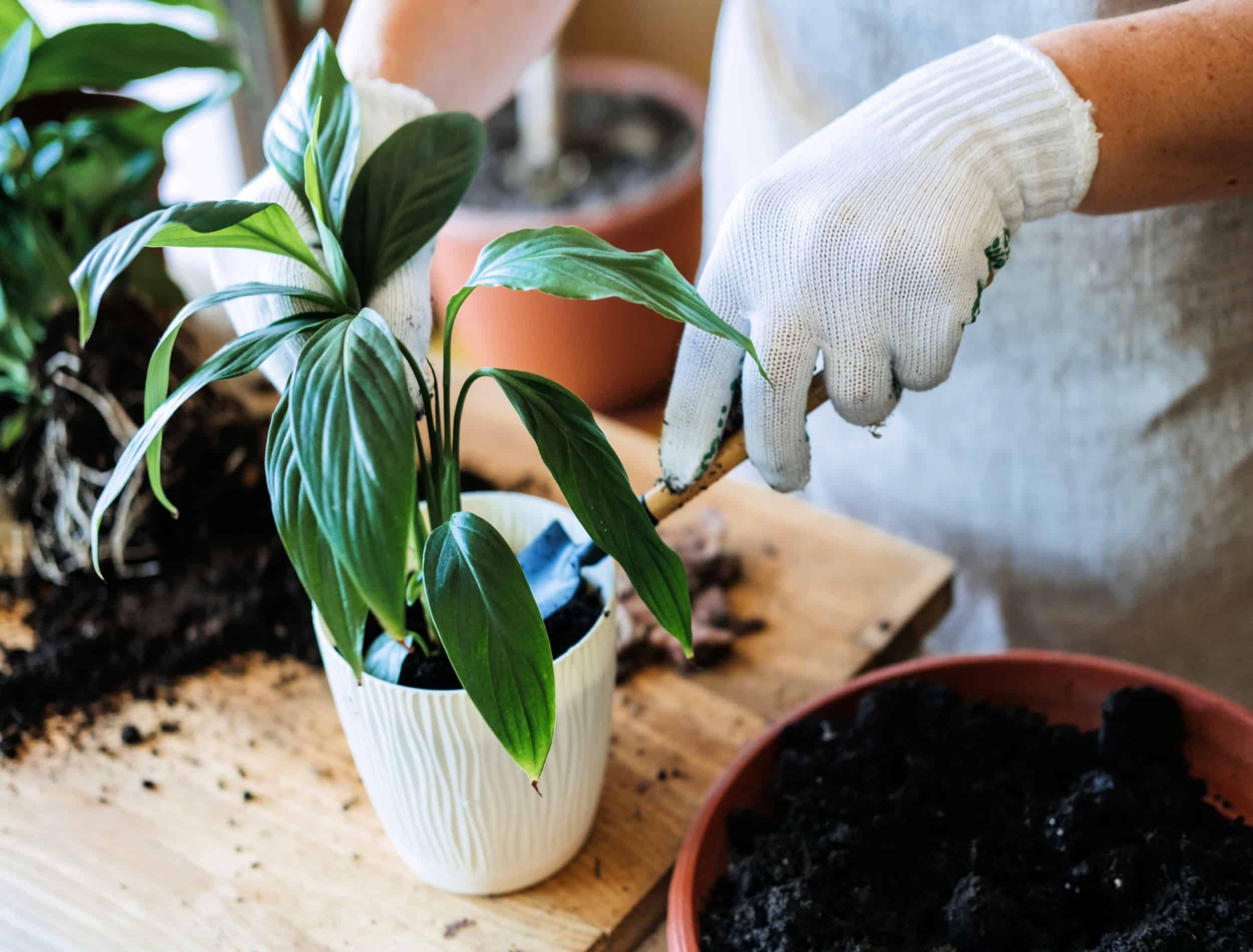 person repotting houseplant