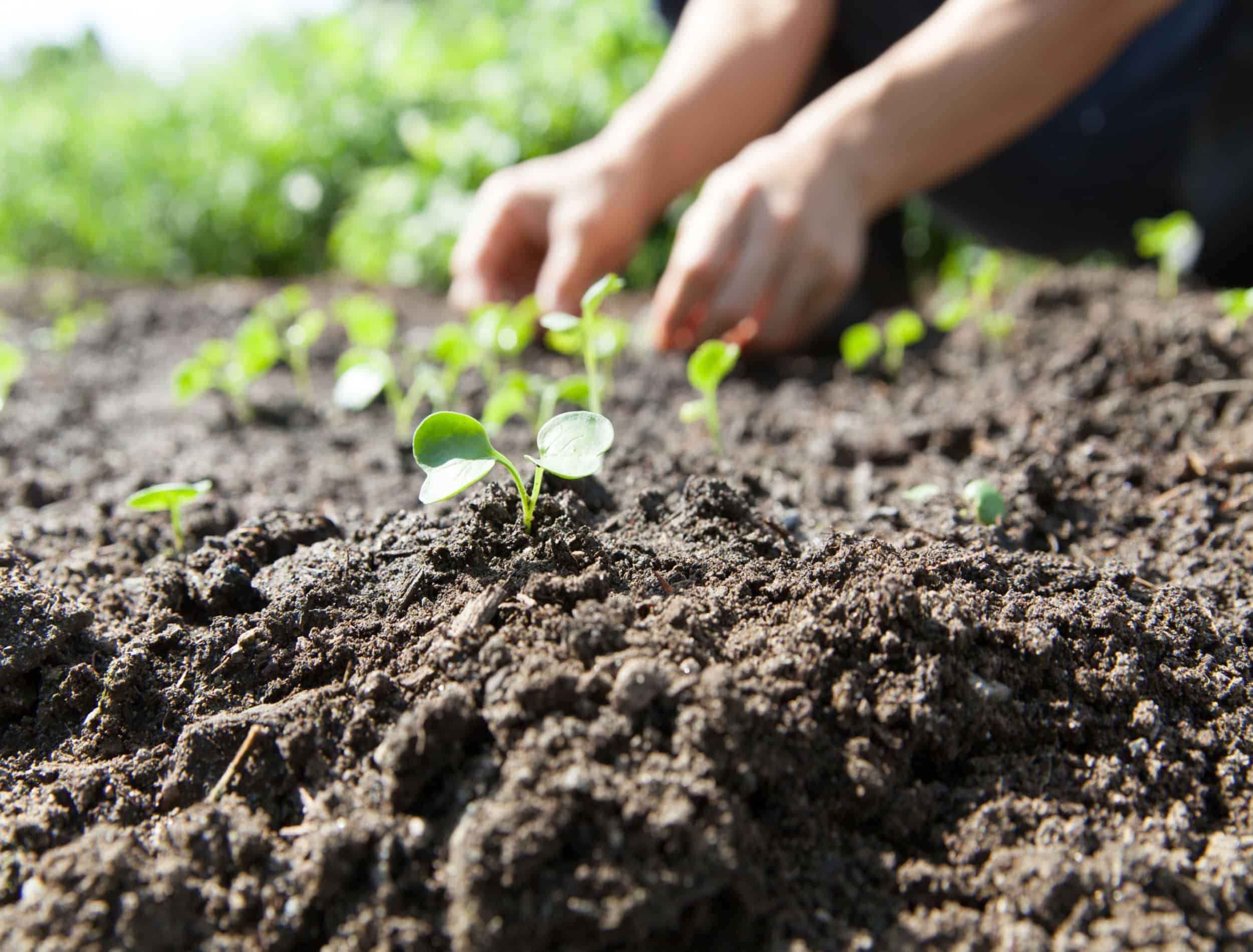 10 Plants To Plant in August