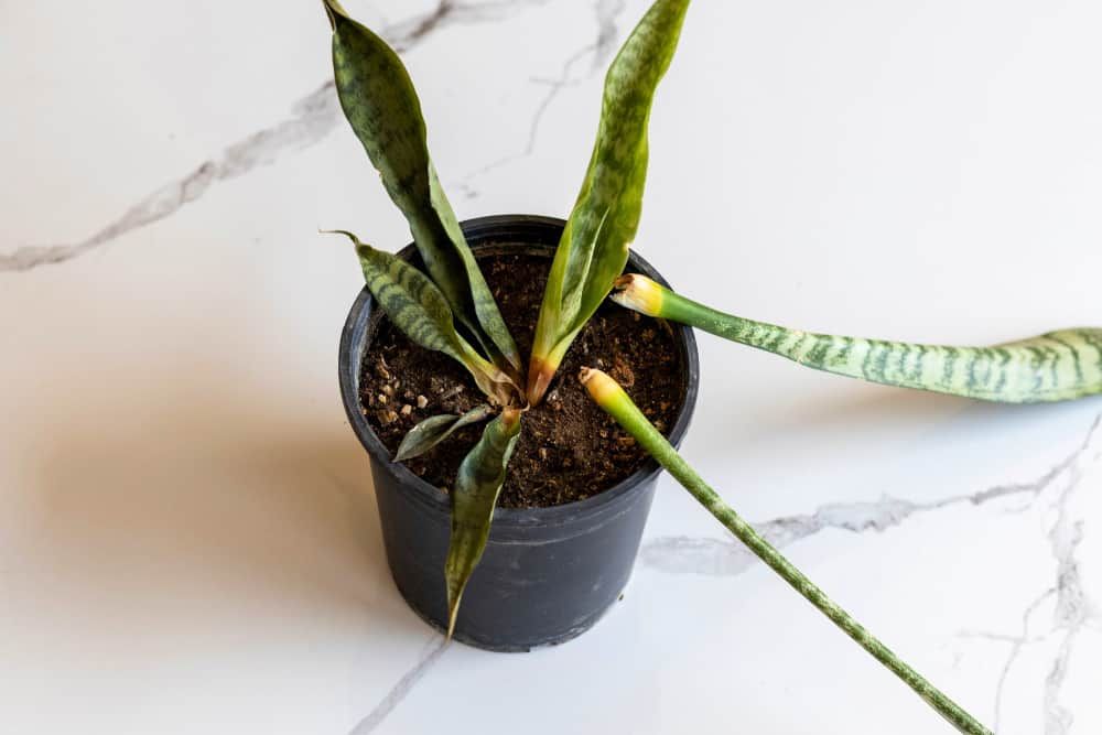 overwatered stems of snake plant