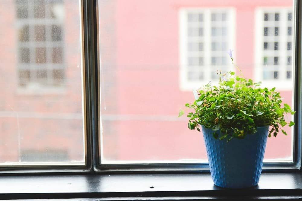 Single Green Plant in Blue Pot on Black Windowsill