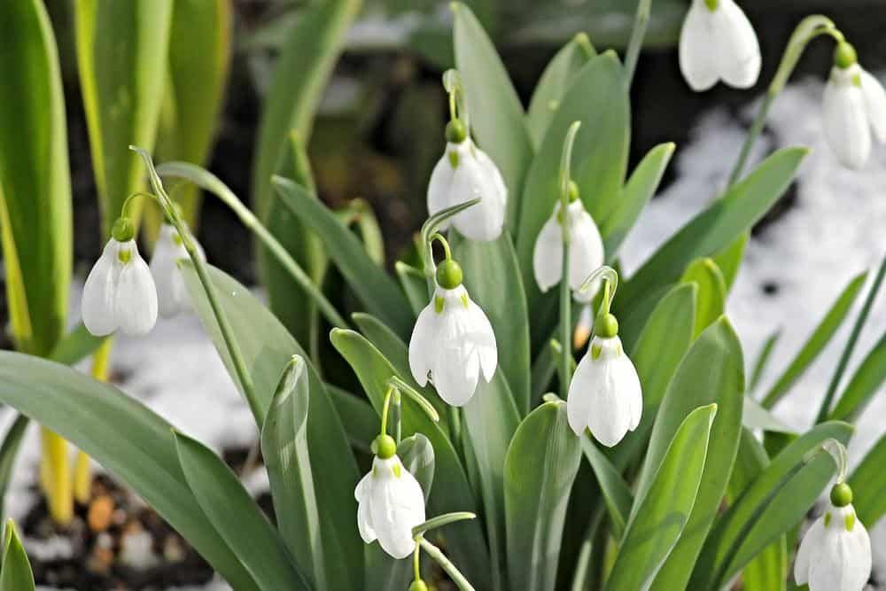White Snowdrop Flowers with Snow in Background