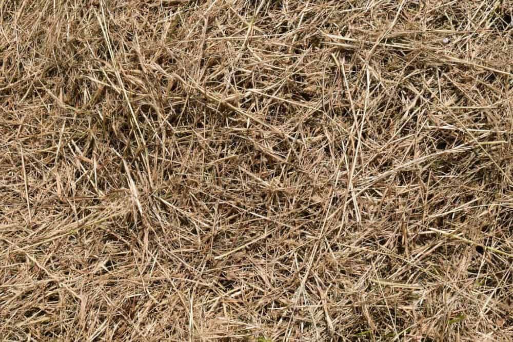 layers of hay to be used for mulch