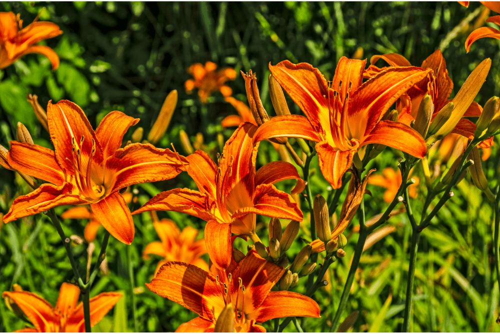 Orange Ditch Lilies