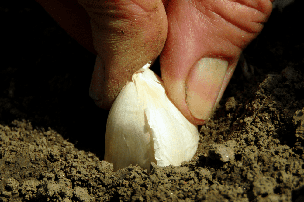 Hand planting garlic