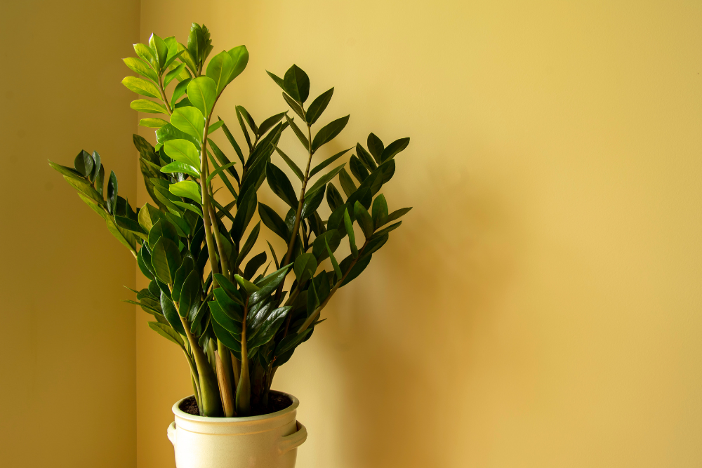 11 Indoor Plants That Thrive in Low Light