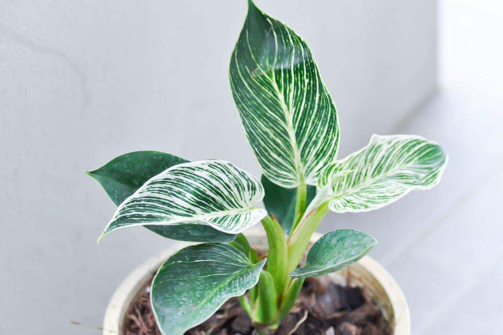11 Indoor Plants That Thrive in Low Light