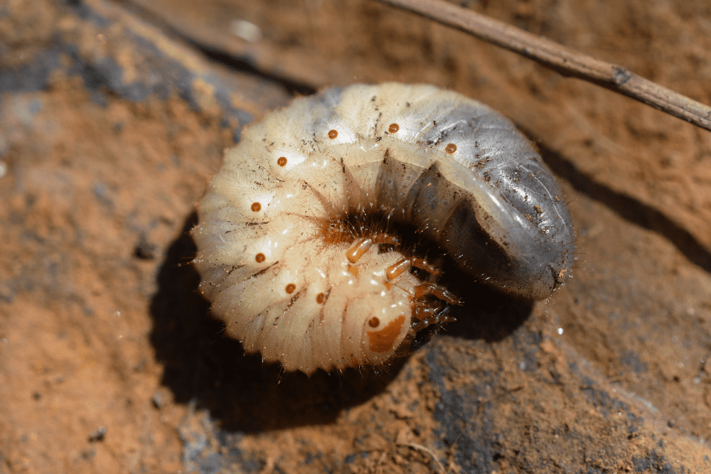 Do Coffee Grounds Repel Ground Moles From Your Garden?