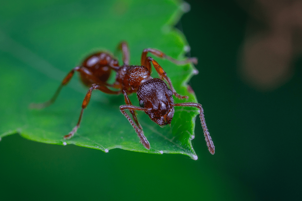 An Ant on a Leaf