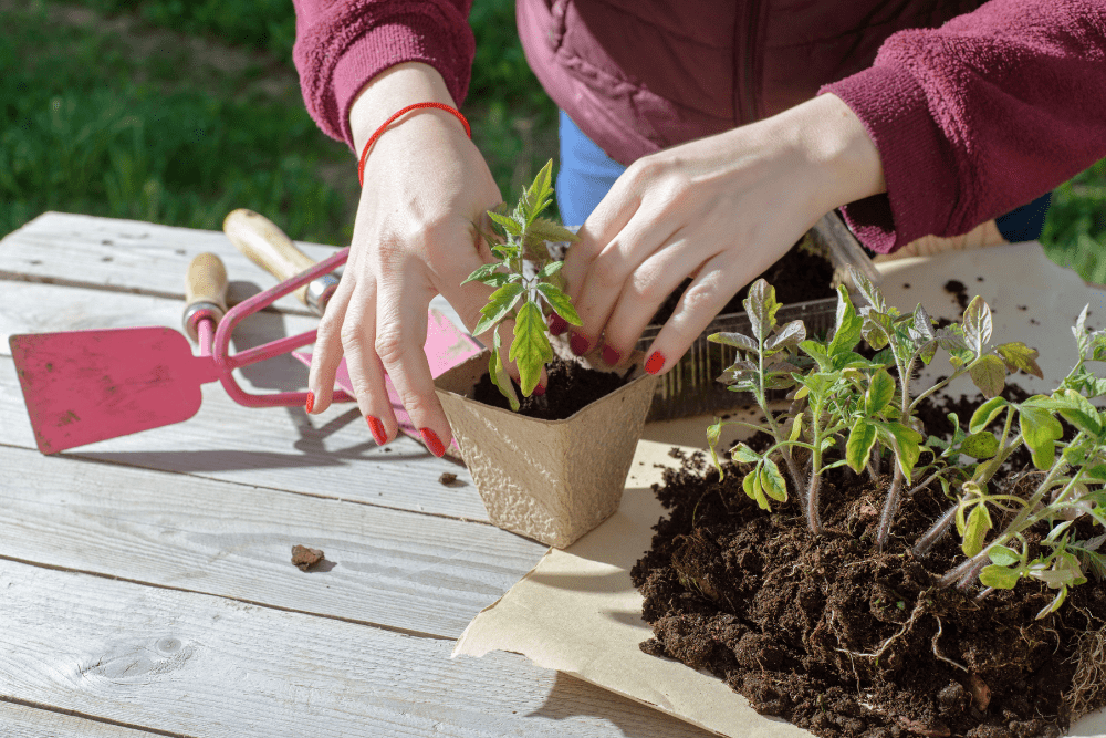 young woman planting tomatoes plants to the paper pots. copy space