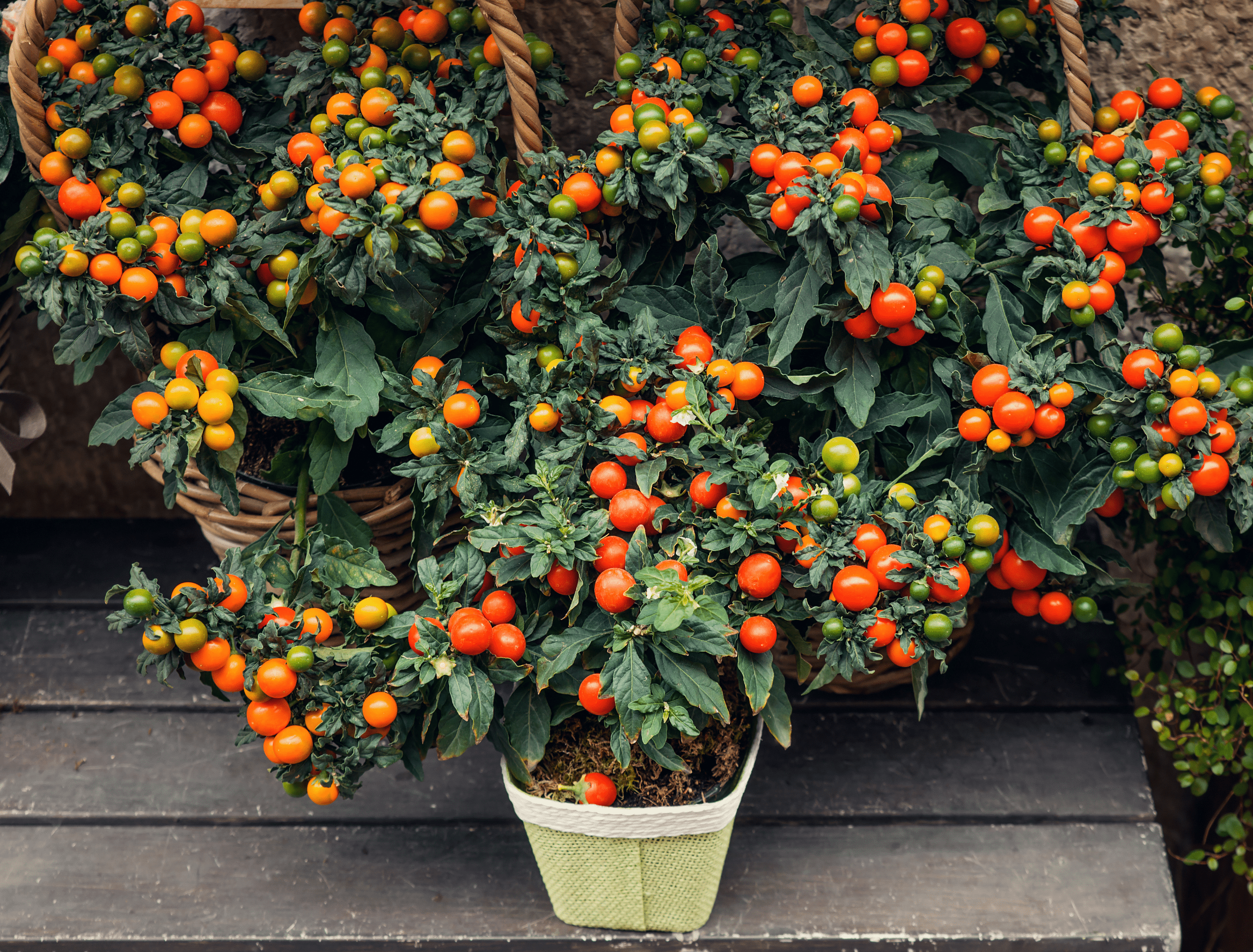 Potted cherry tomatoes plant