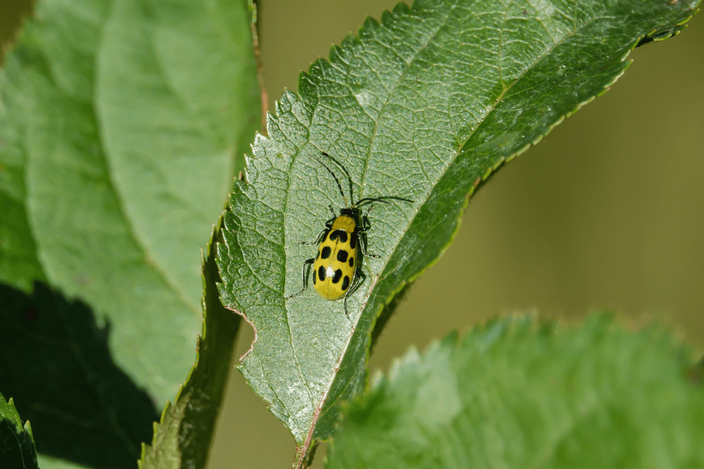 Spotted Cucumber Beetle on Leaf in Autumn