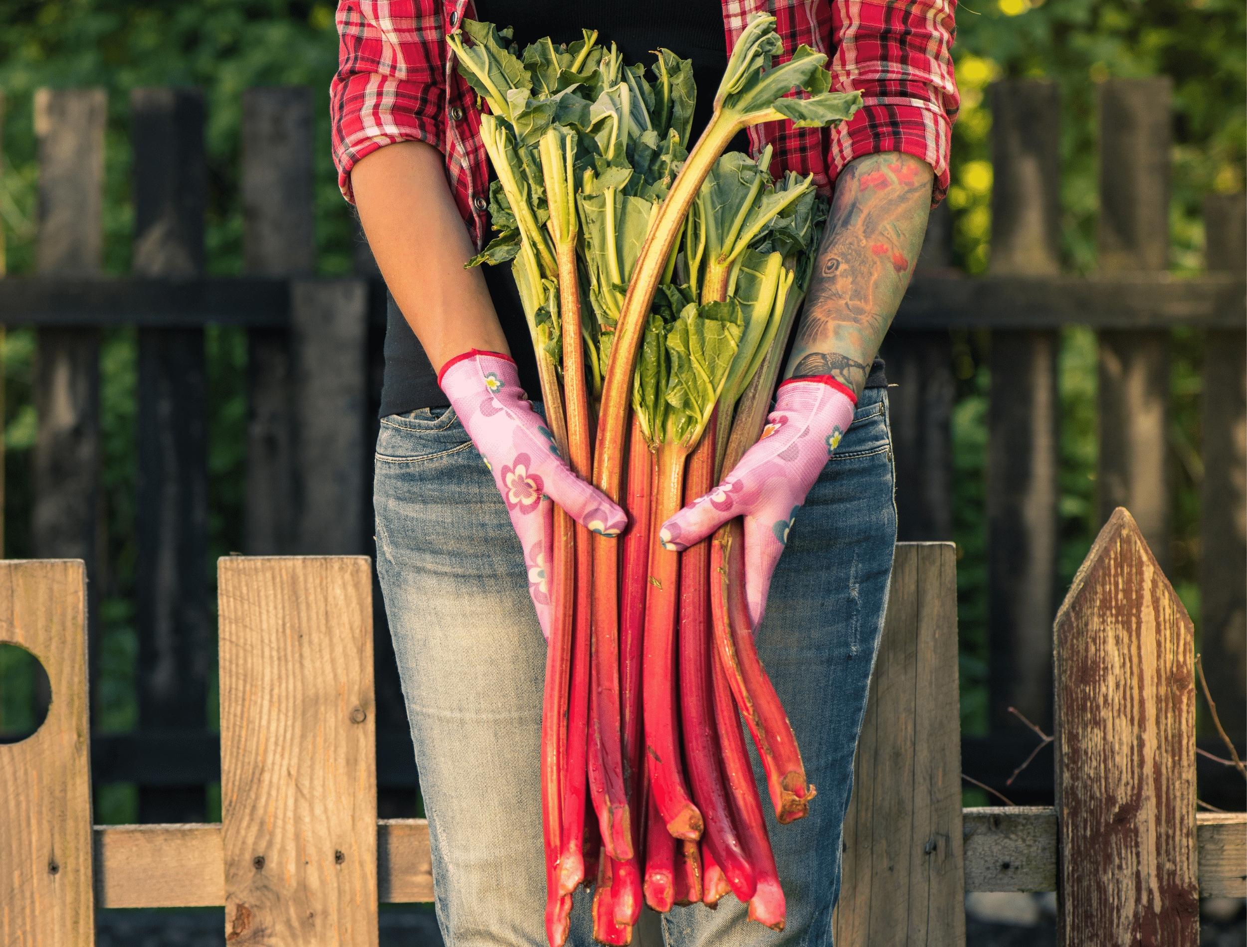 Rhubarb in Gardener Hands