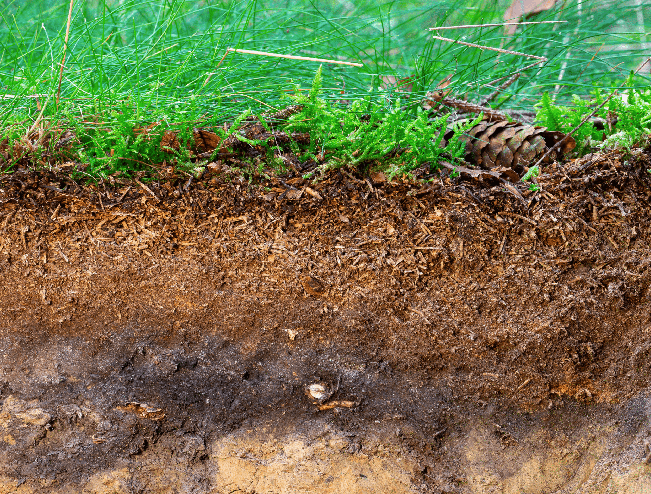 Organic layer and topsoil of a Vertisol