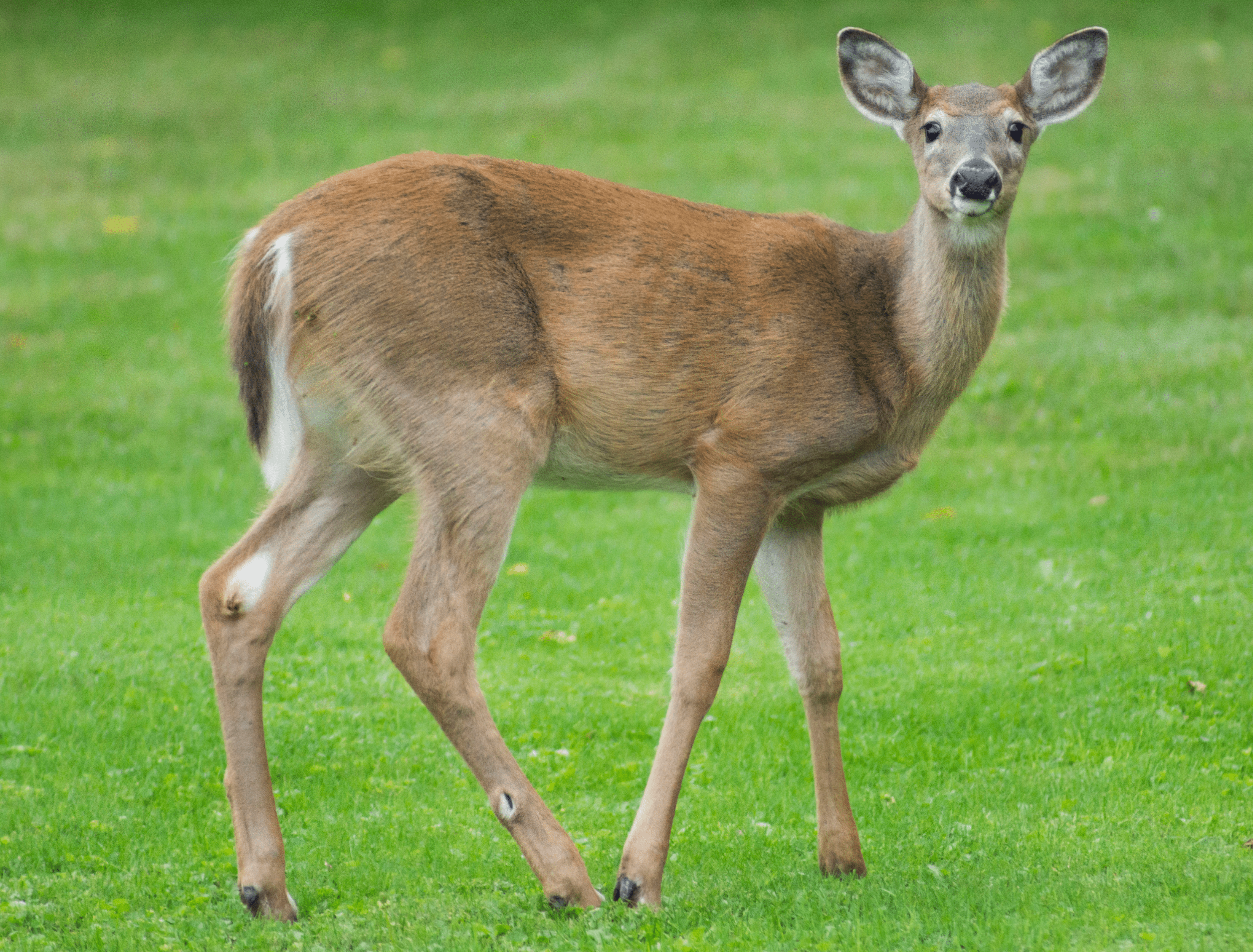 Baby Buck Deer In Yard