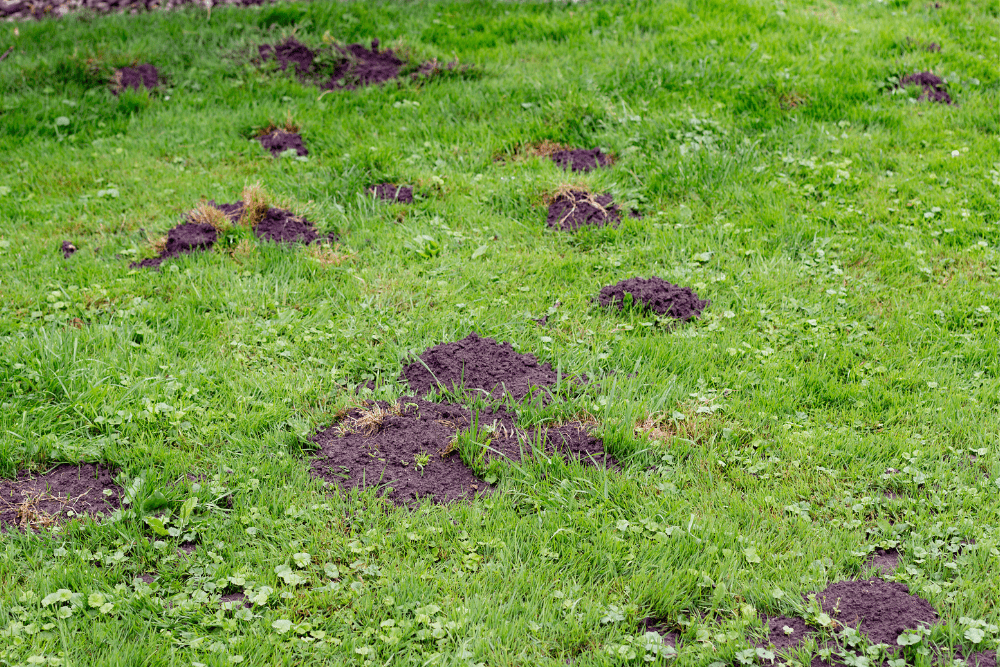 7 Reasons To Use Topsoil in Your Garden