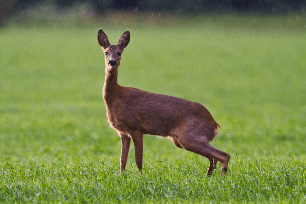 Roe deer urinating