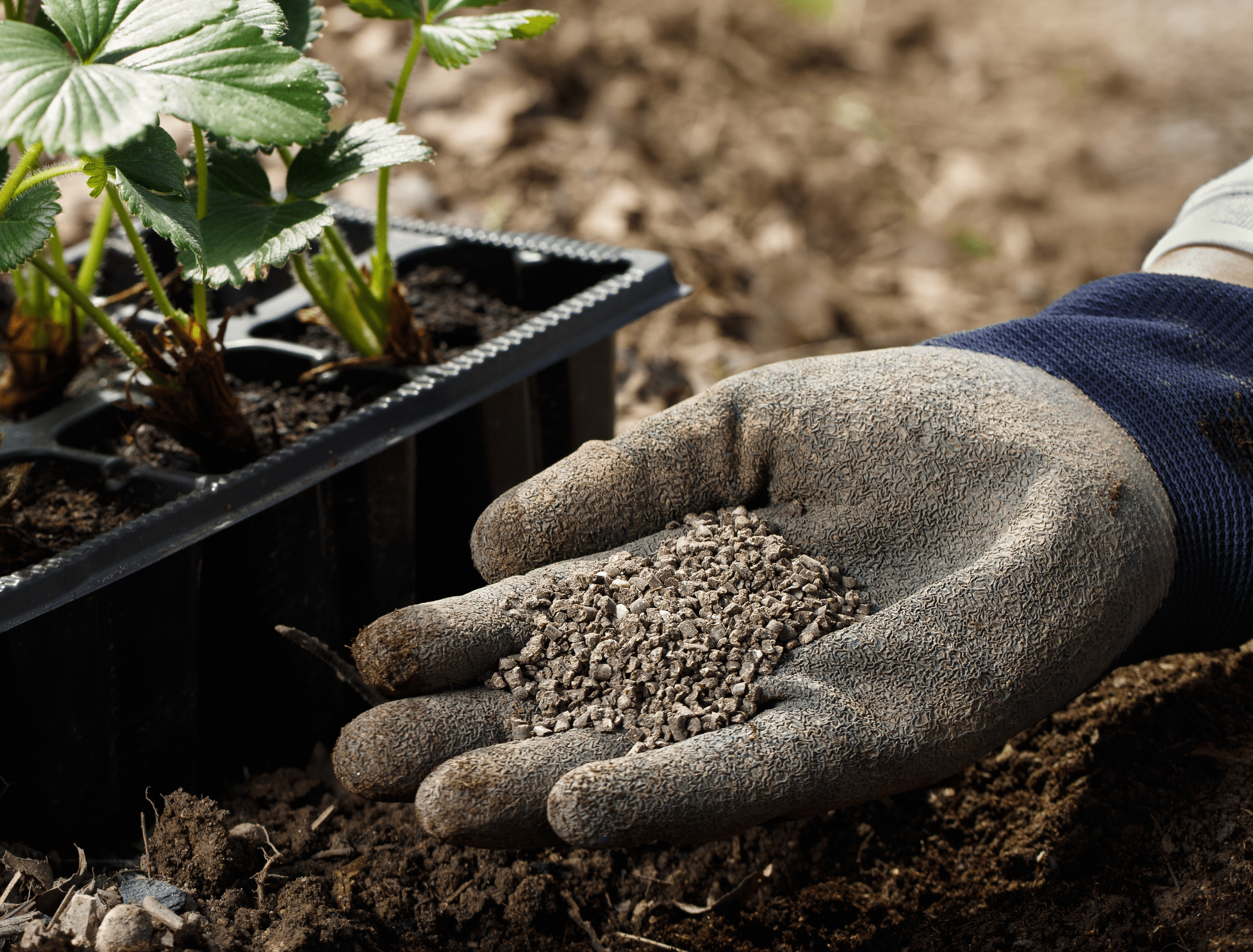 Gardener blending organic fertilizer humic granules with soil, enriching soil