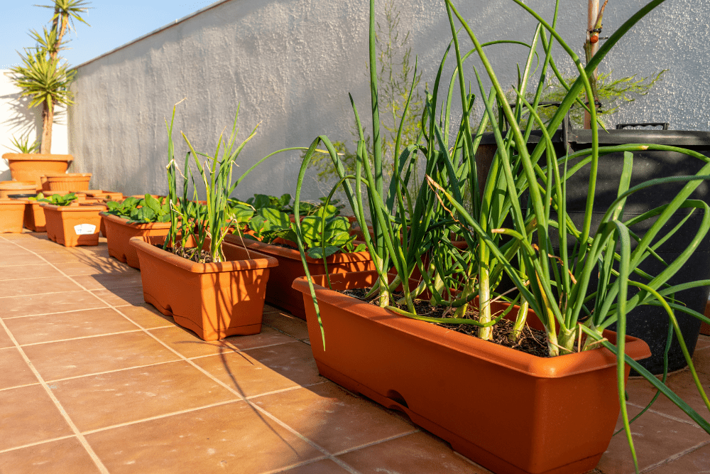 View of an urban garden in plastic pots with chives and garlic in the foreground