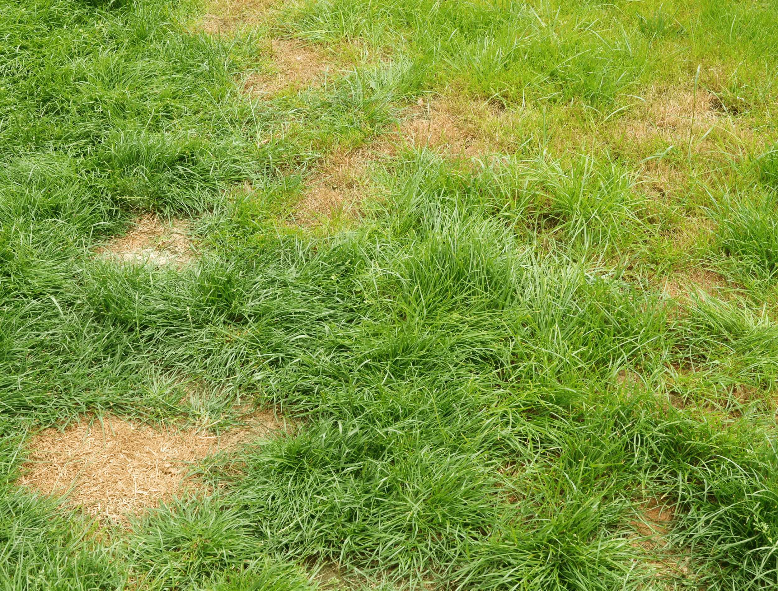 Lawn with brown patches caused by animal urine