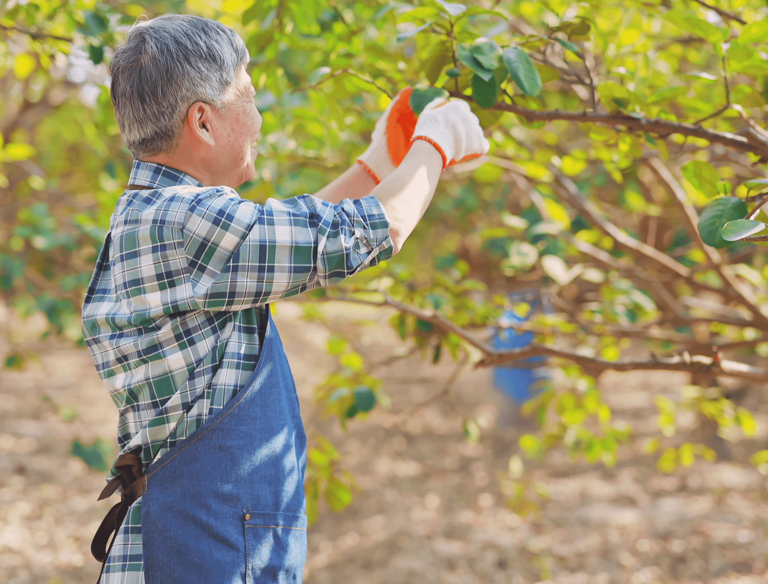 Senior Man Pruning Trees