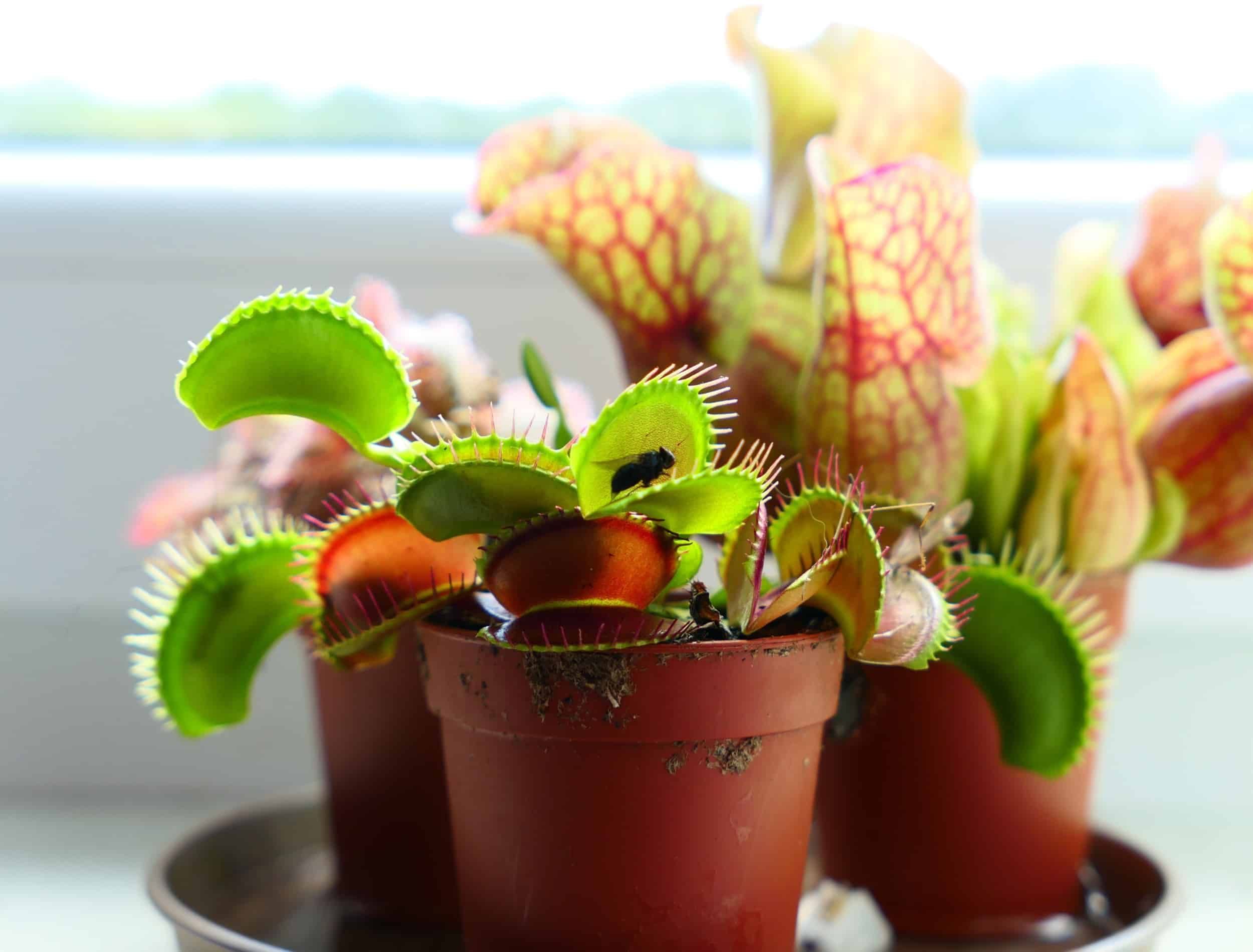 Carnivorous plants grown at home
