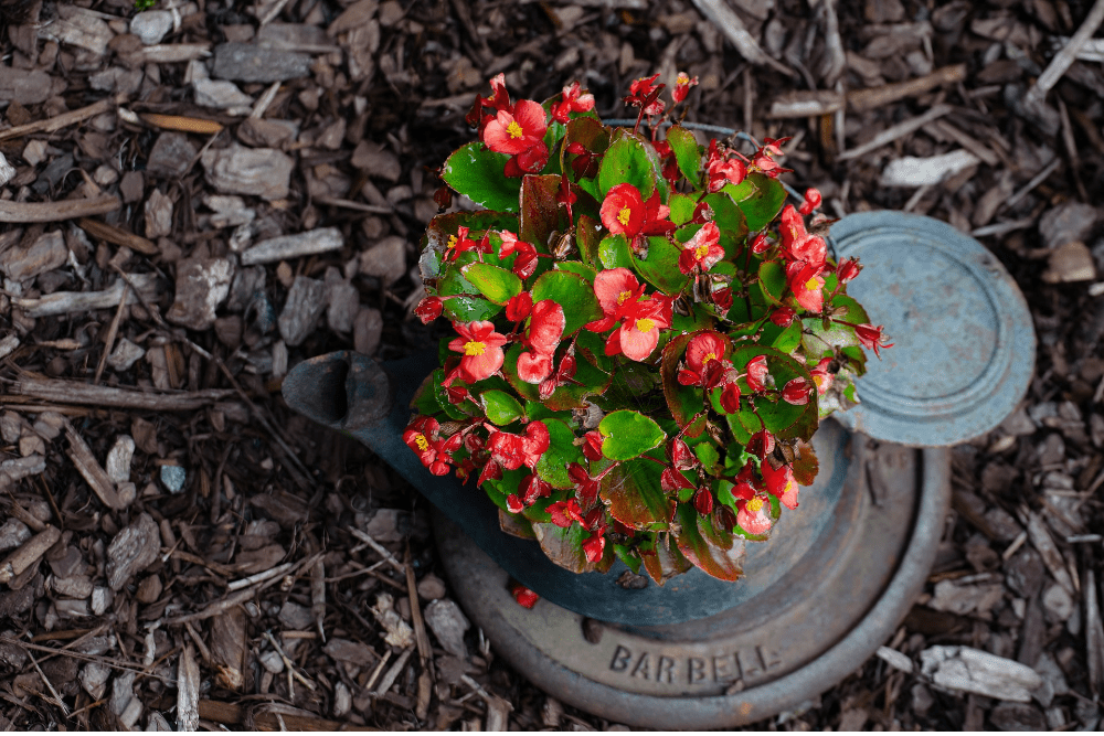 What You Need for Growing Begonias in Containers