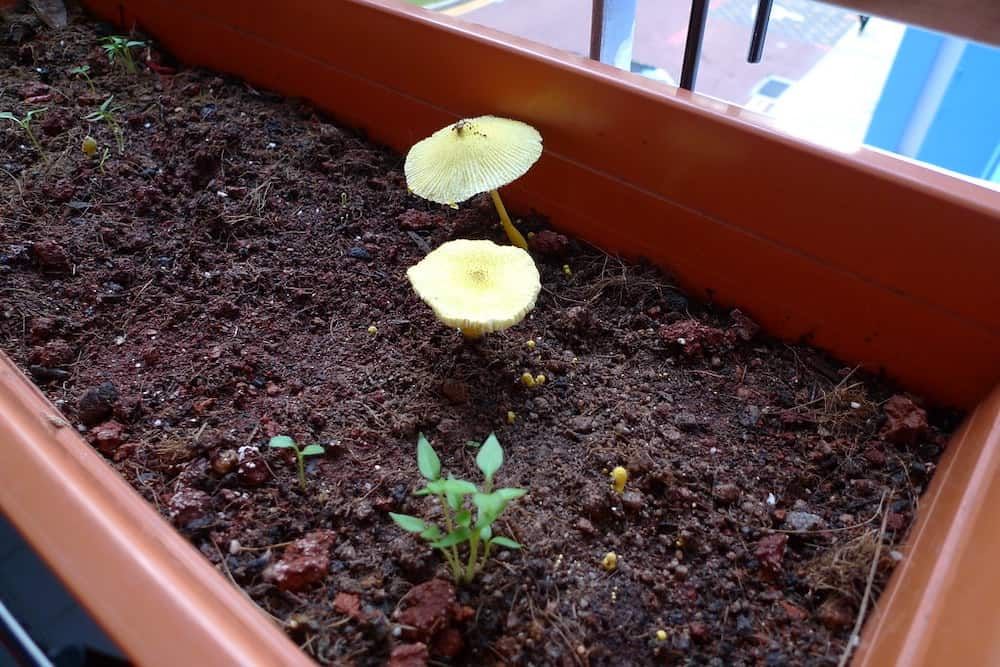 mushroom growing in pot with a seedling