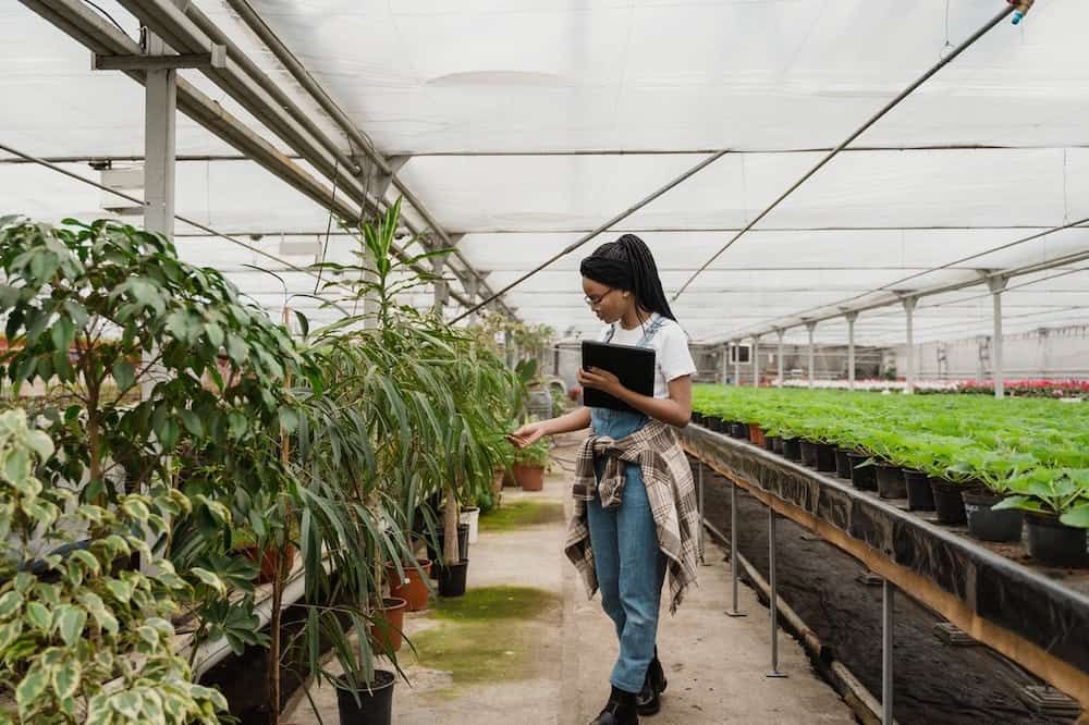 Woman in Overalls Inspecting Green Plants in Greenhouse