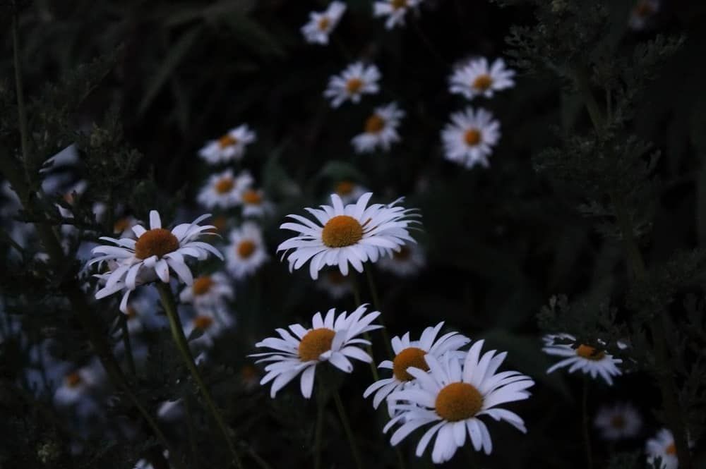 Wildflowers at night