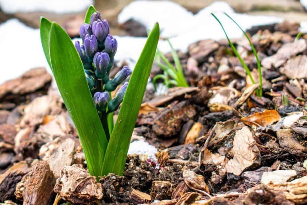 flower emerging from wood chip mulch