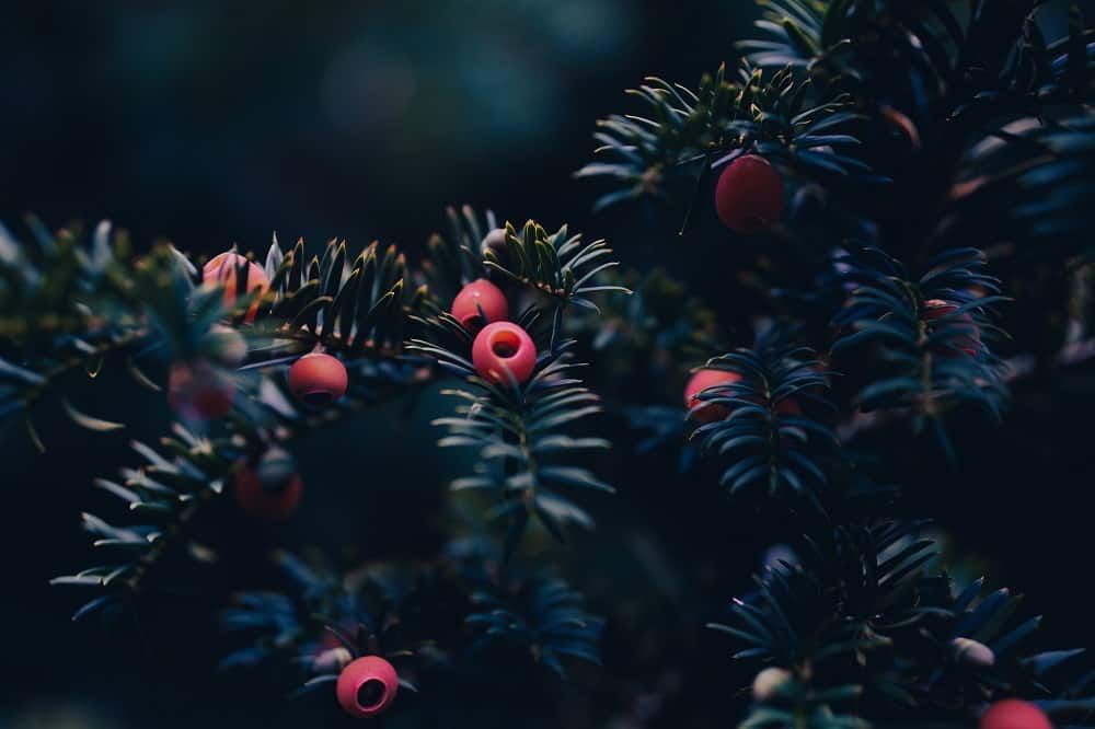 Yew with berries