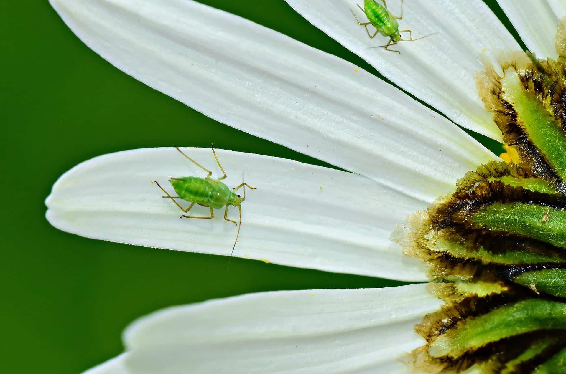 Aphids on a daisy