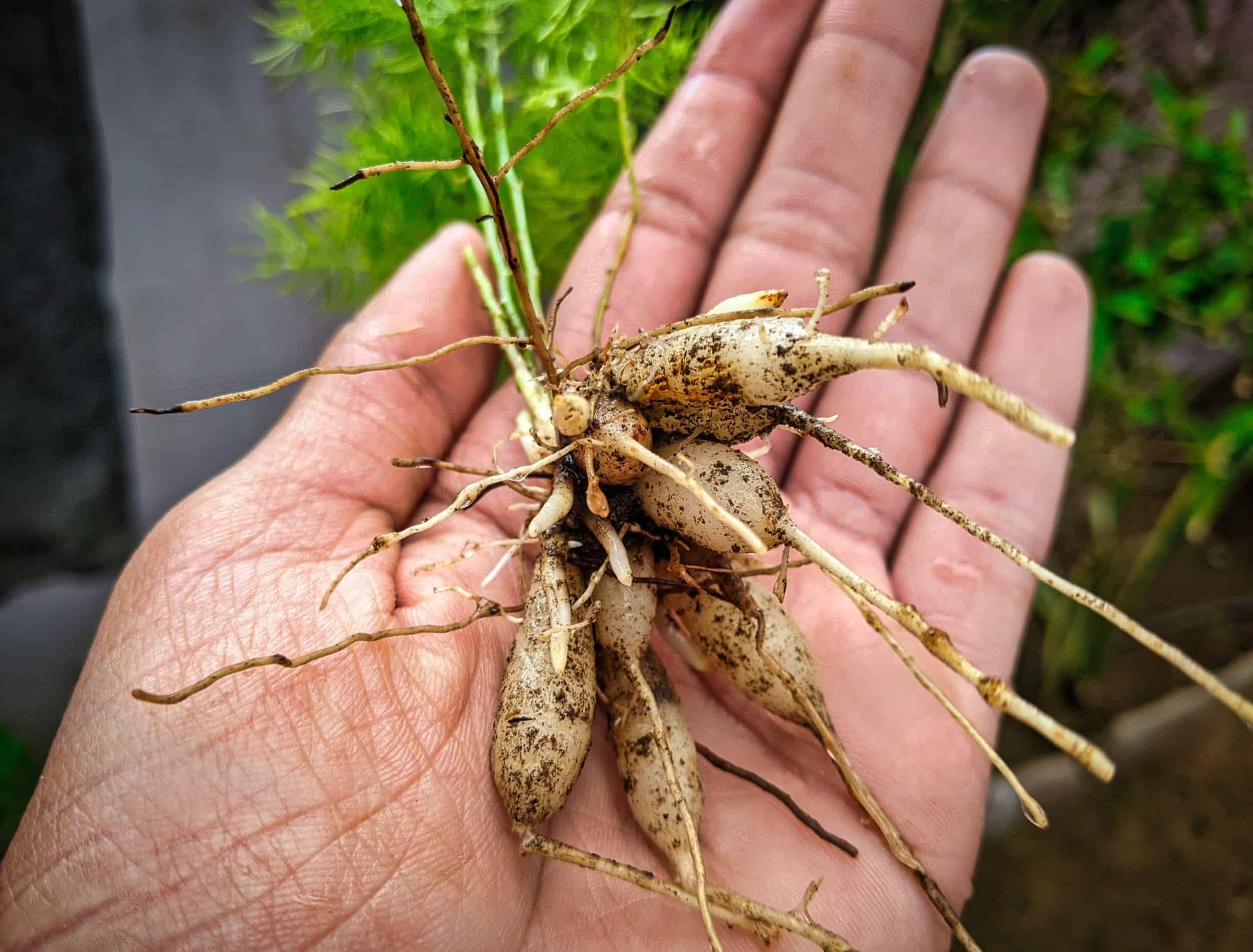Asparagus racemosus or Shatavari botanical herb in India. Hand holding of roots of Asparagus racemosus. Tonic herb for women Helps balance the female hormonal system.