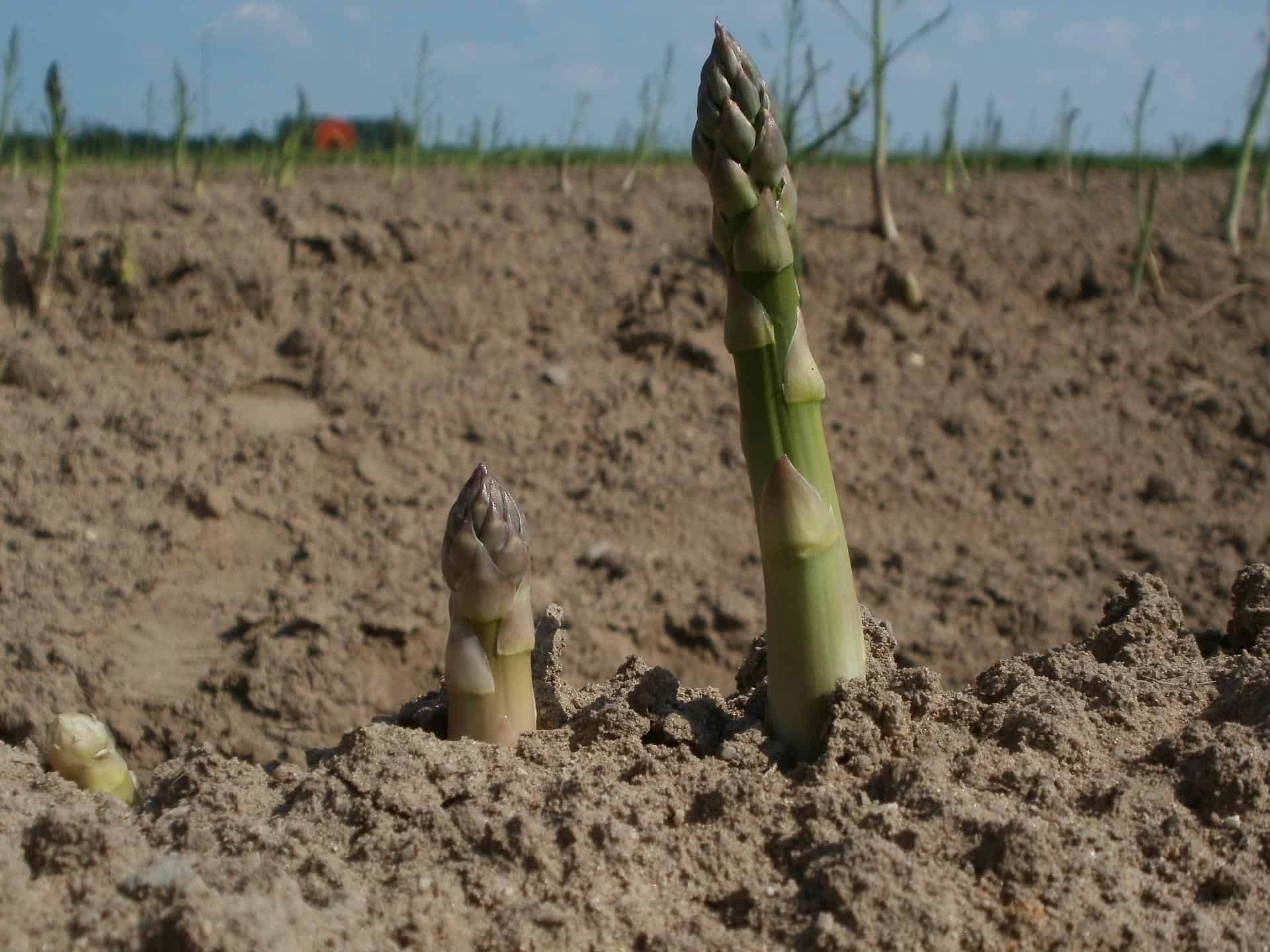 harvesting asparagus