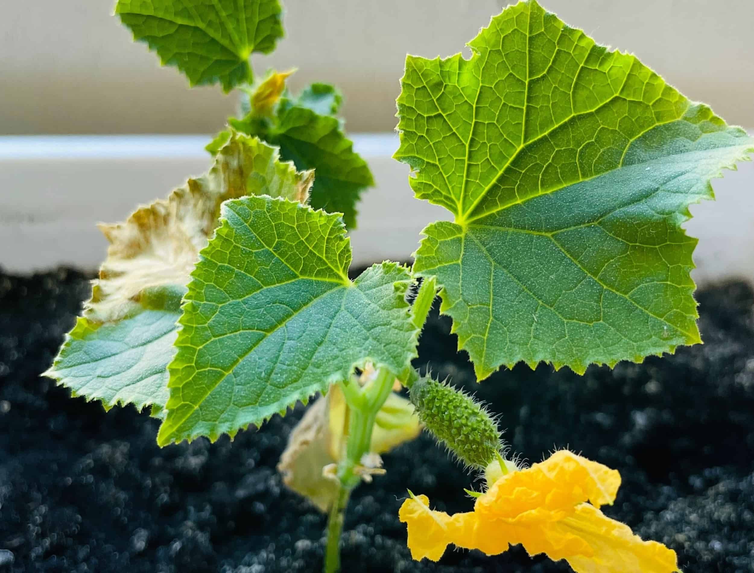 7 Reasons Your Cucumber Leaves Are Turning Yellow