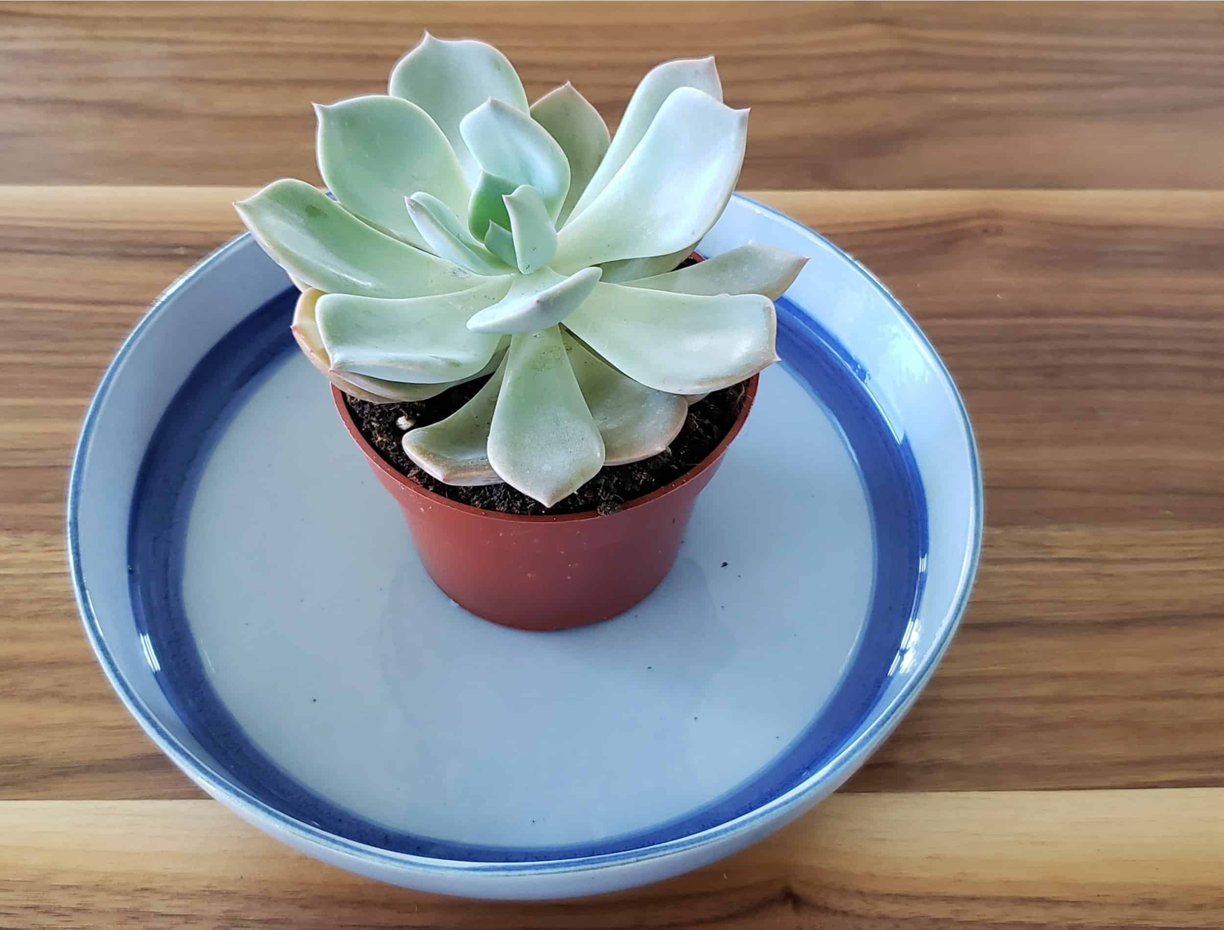 A light-green succulent on a blue bowl-plate bottom watering. This is the preferred watering technique for gardeners growing succulents.