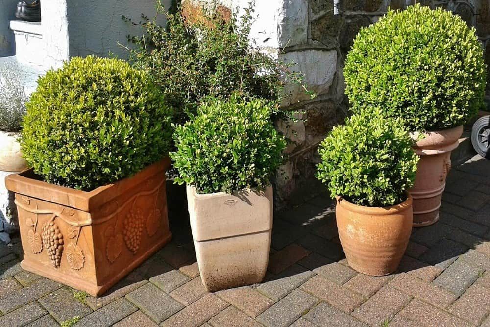 four boxwoods in brown containers