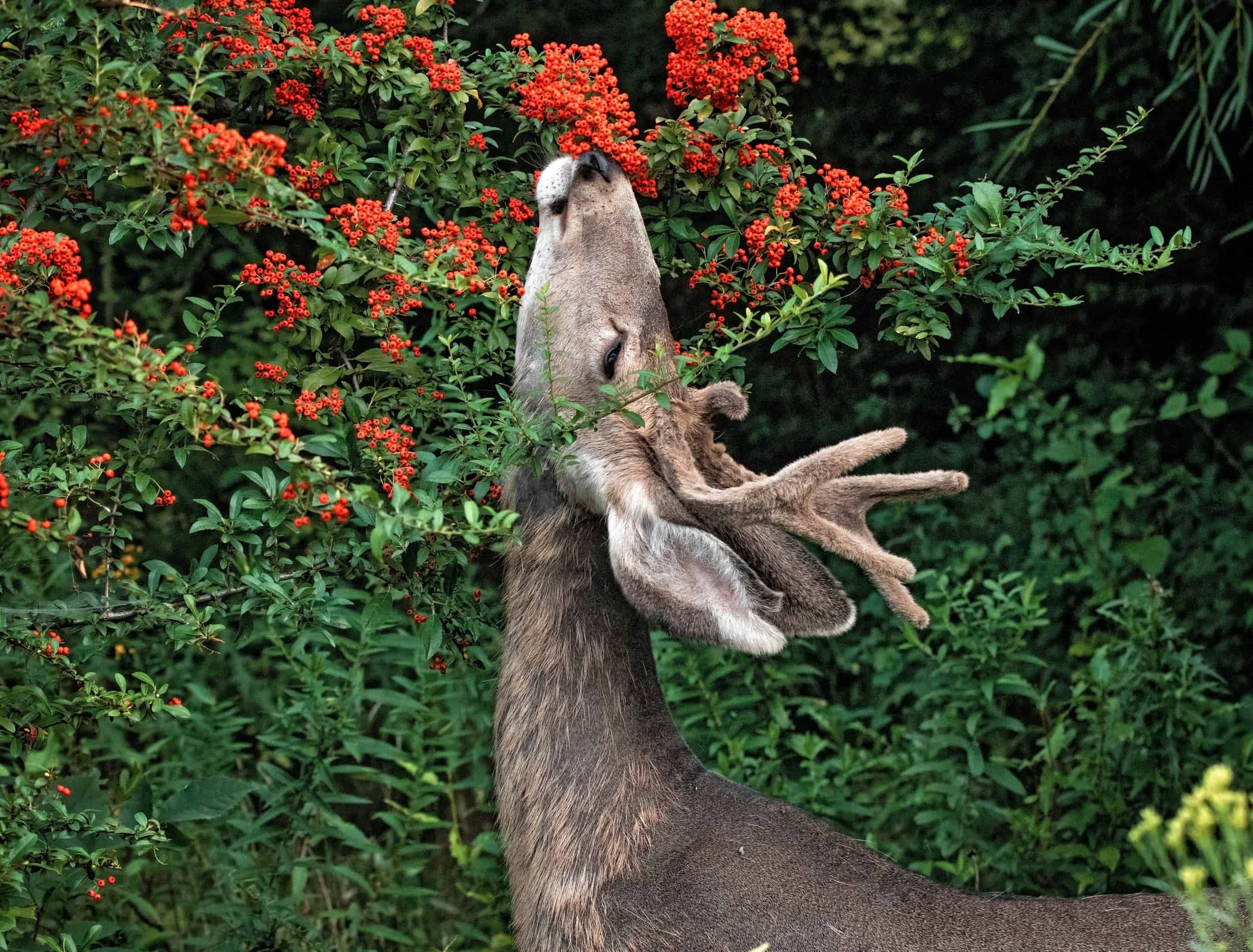 How to Attract Deer to Your Yard