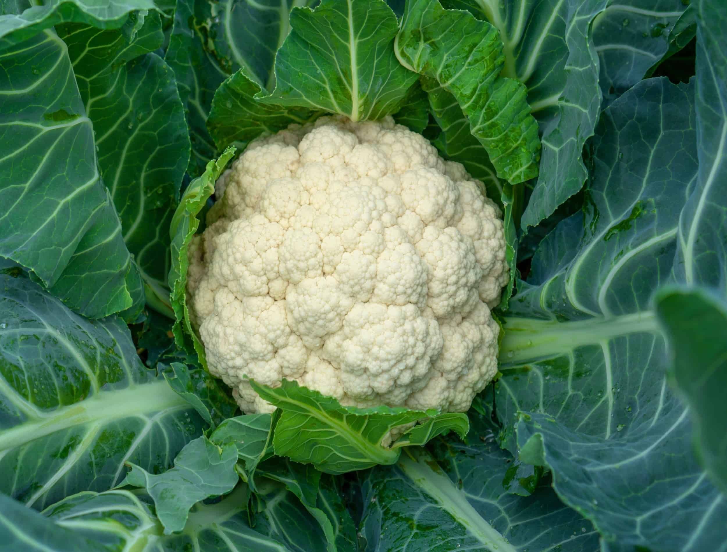 Cauliflower grows in organic soil in the garden on the vegetable area. Cauliflower head in natural conditions, close-up