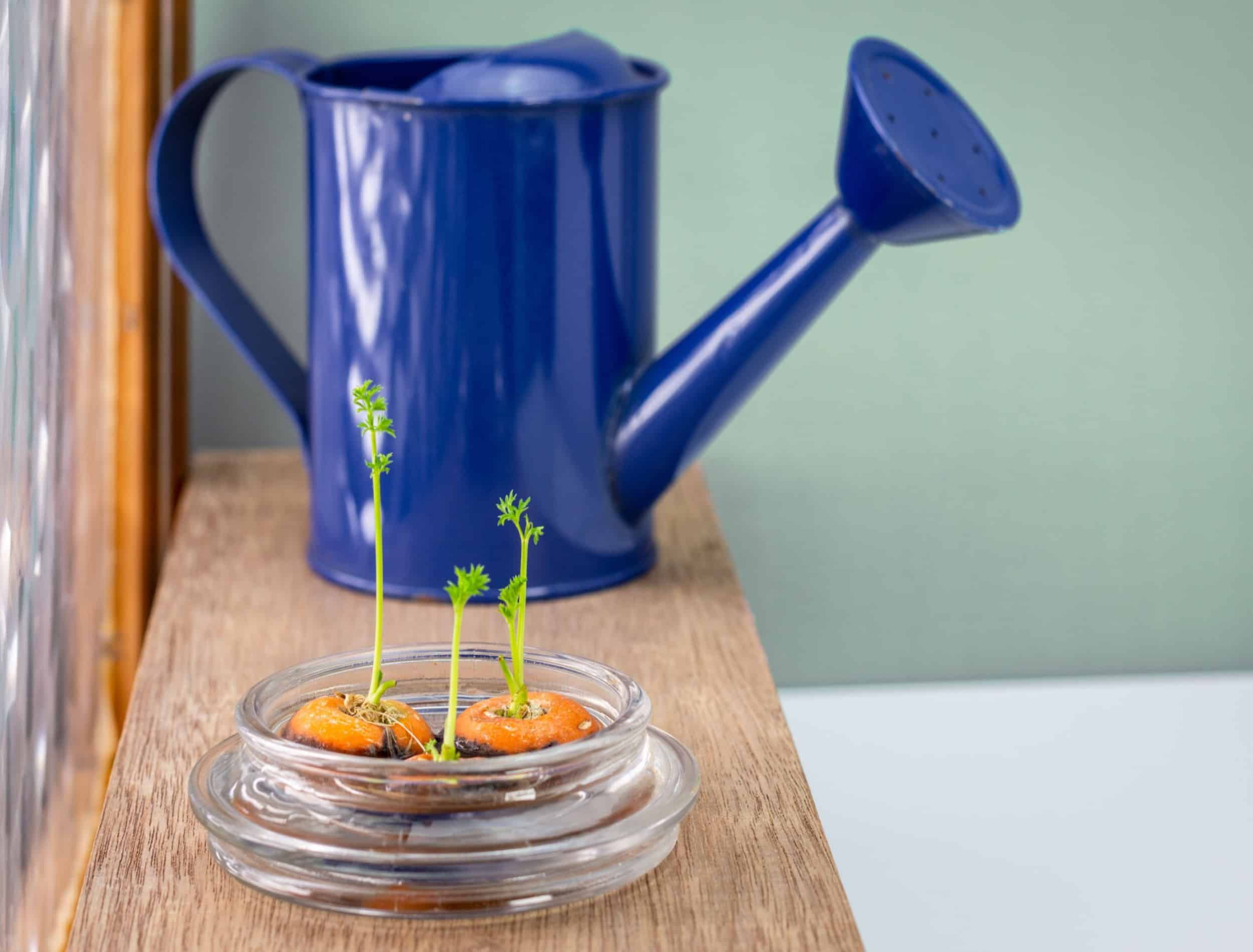Carrot tops growing in water in a glass bowl on window sill regrow fresh homegrown food