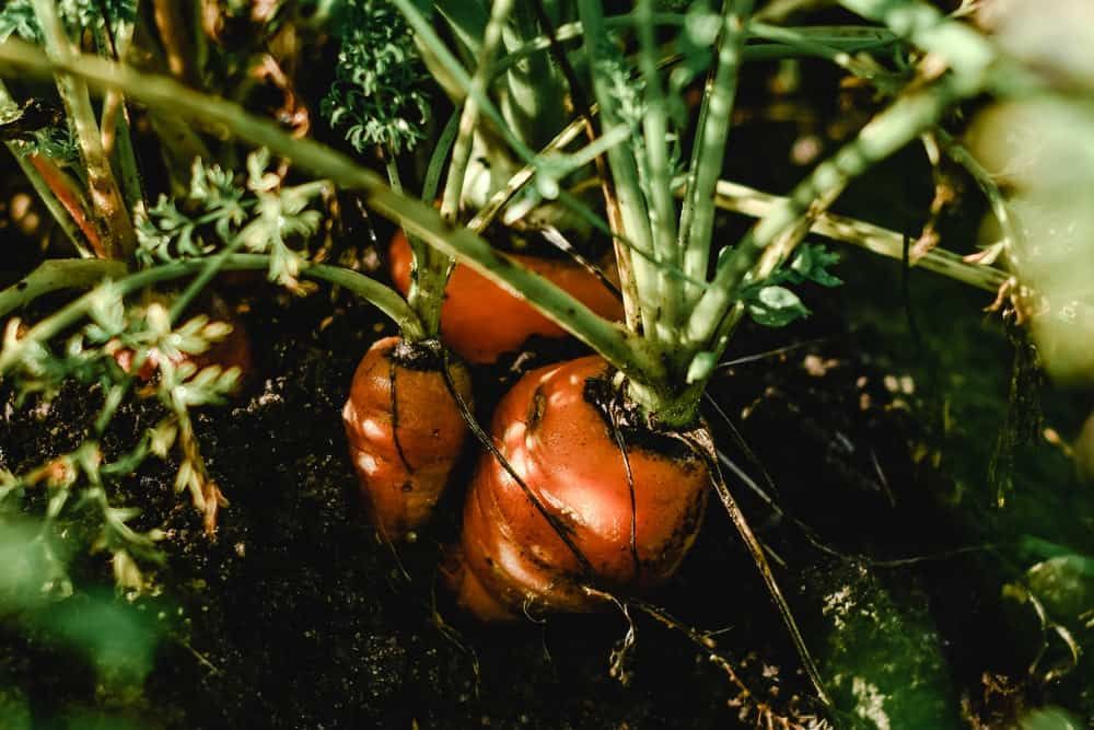 Carrots growing in ground