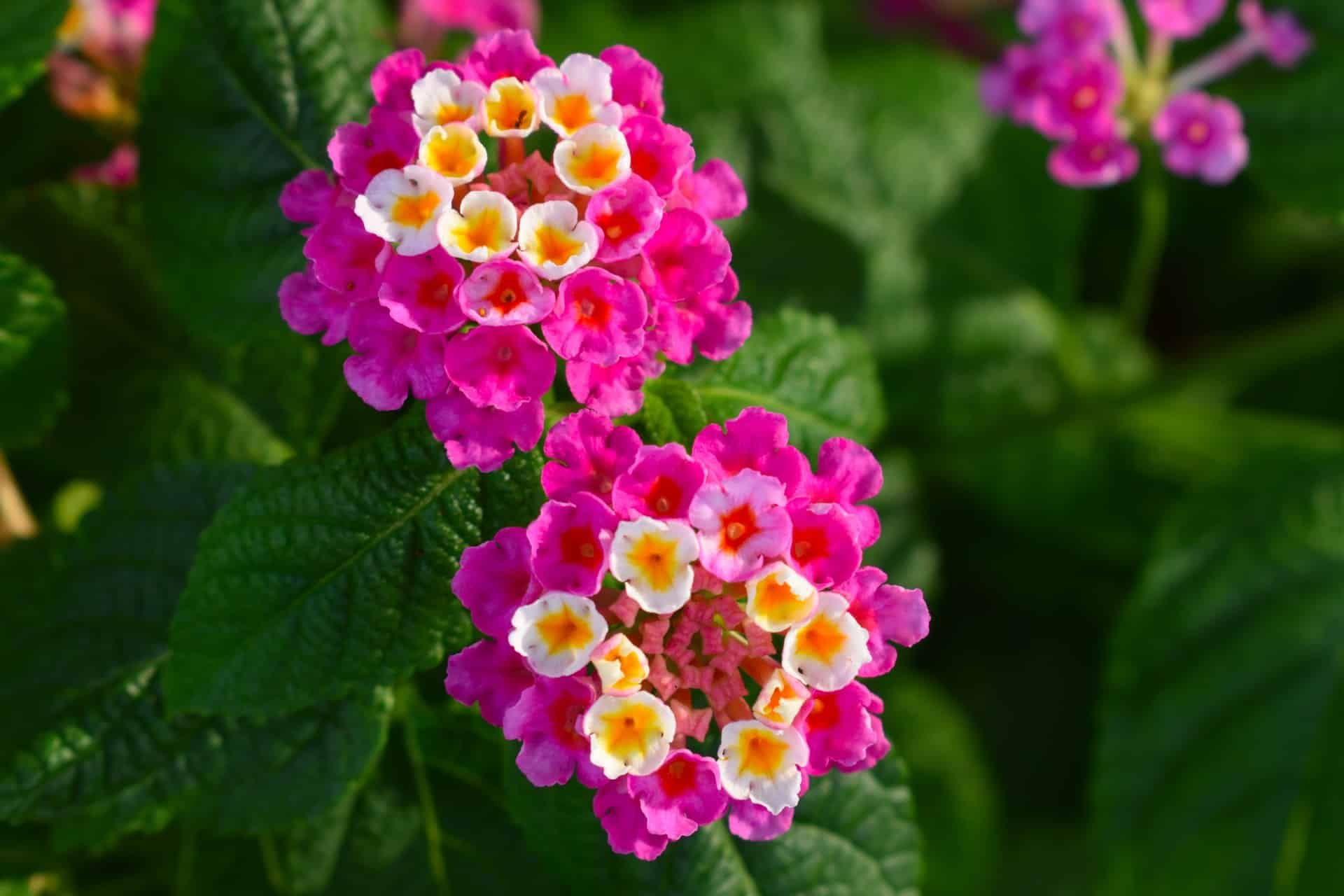 Zoomed in image of lantana flowers