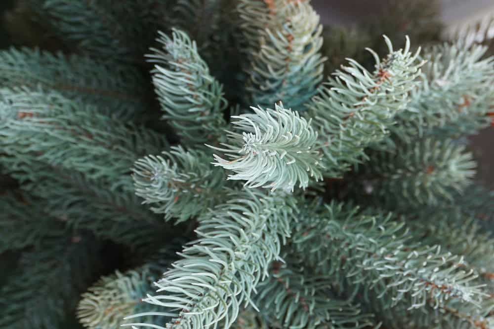 close up blue spruce branch