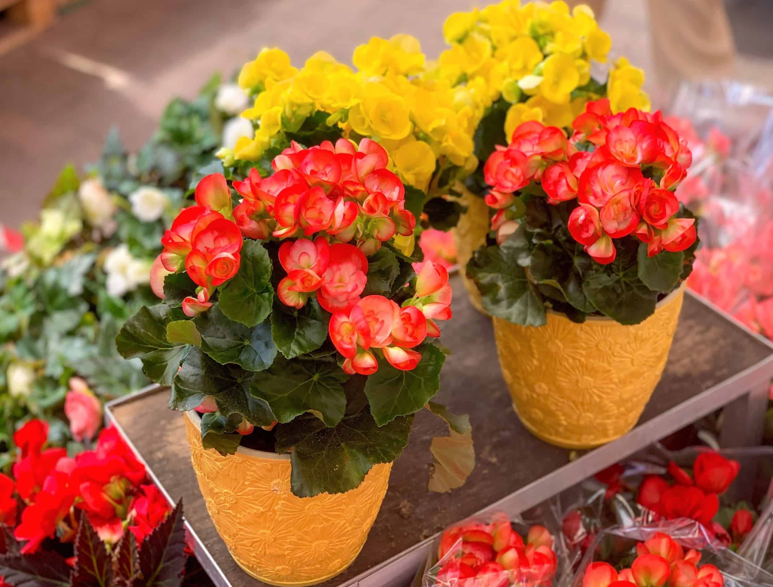 A container of begonias