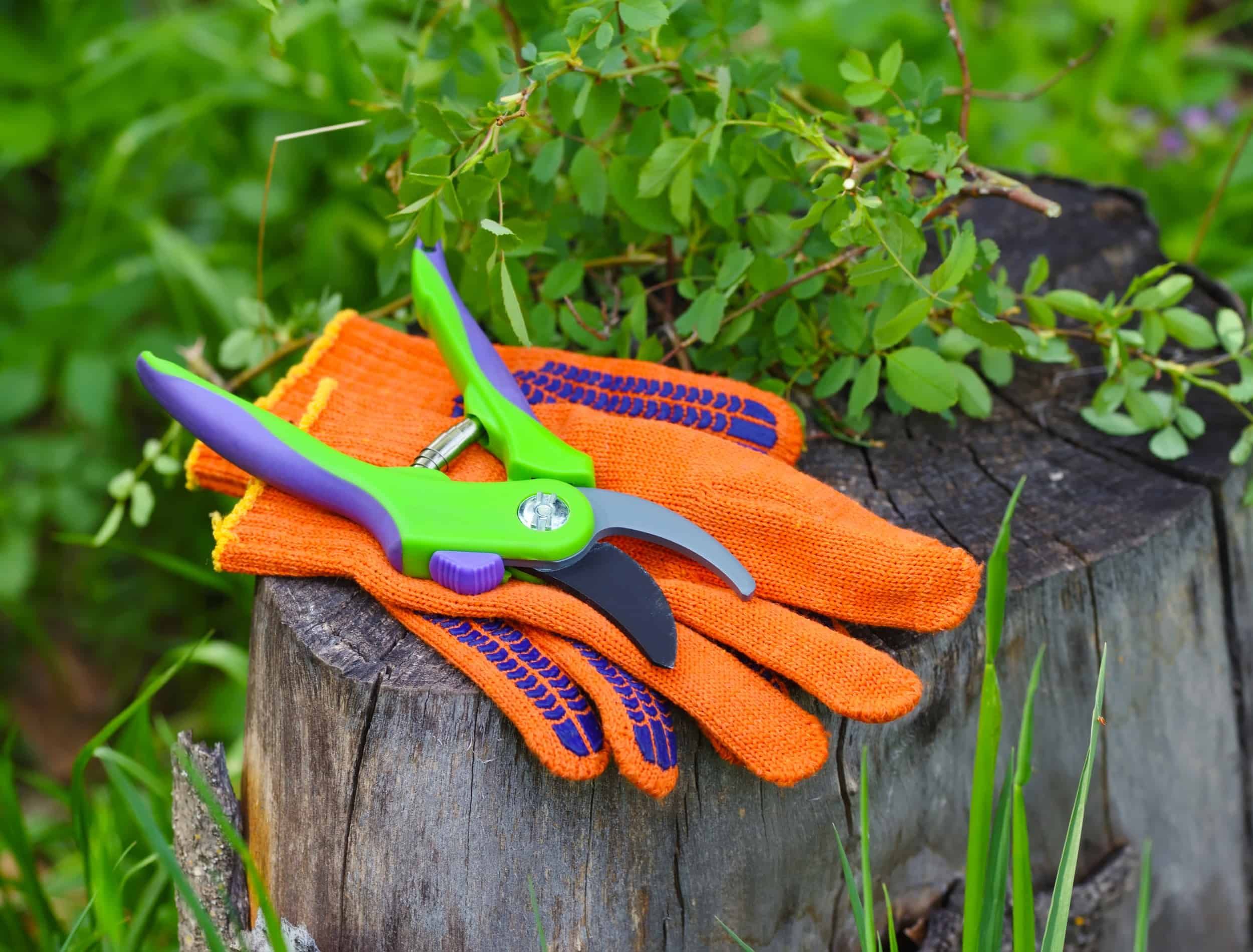 Garden gloves with a pruner for working in the garden