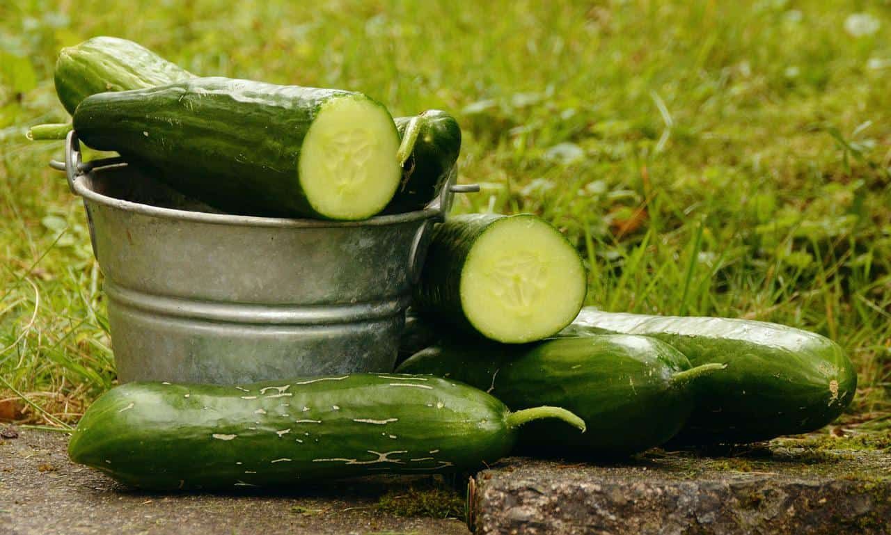 Harvested cucumbers