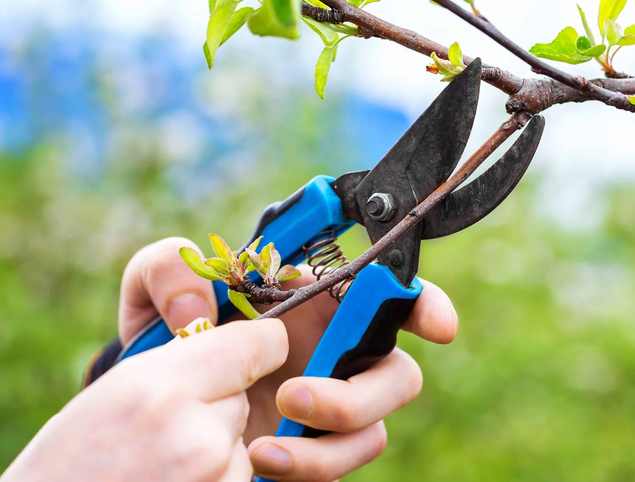 Closeup image of hands with pruner trimming cherry tree branch at summer garden background.
